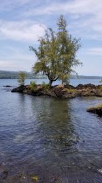 Tree on rock by sea against sky