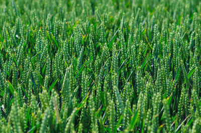Full frame shot of grass