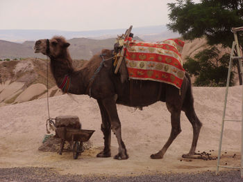 Camel standing on field at cappadocia