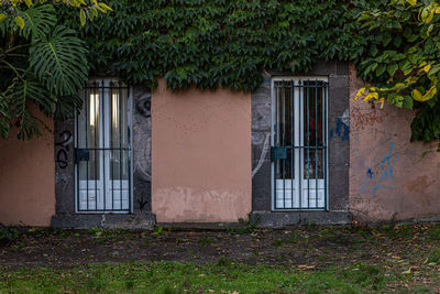 Two french windows almost covered by a climbing vine