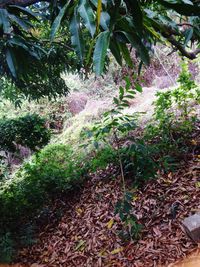 Close-up of fresh green plants