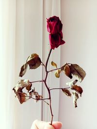 Close-up of person holding wilted rose against wall at home