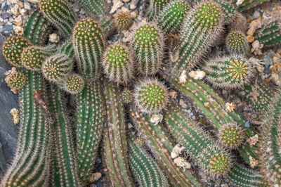 Full frame shot of cactus plant