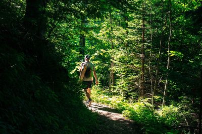 Rear view of man walking in forest