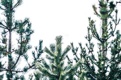 Low angle view of pine tree against sky