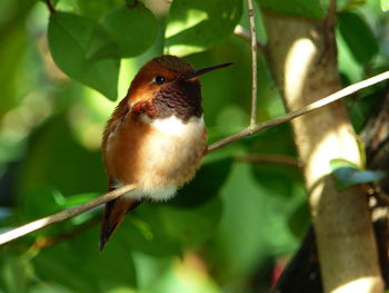 Close-up of rufous hummingbird perching on twig