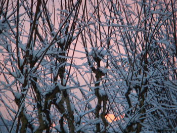 Close-up of bare tree during winter