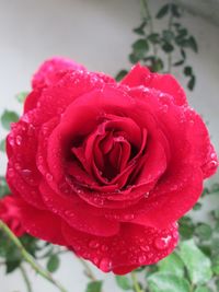 Close-up of red rose