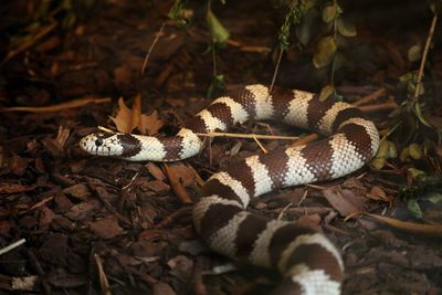 Close-up of kingsnake on field