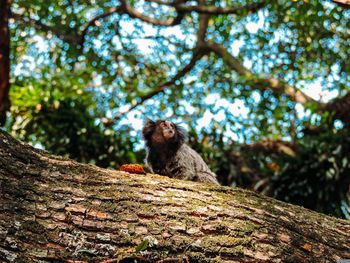 Low angle view of monkey sitting on tree in forest