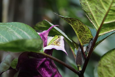 Close-up of insect on plant