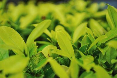 Full frame shot of fresh green leaves