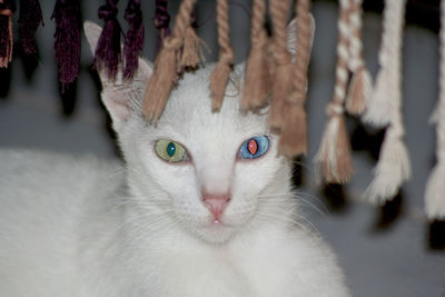 Close-up portrait of cat