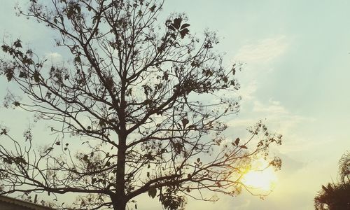 Low angle view of silhouette tree against sky during sunset