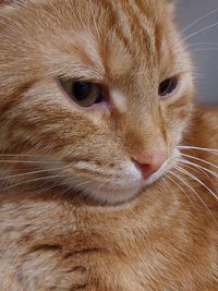 Close-up portrait of a cat