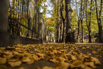 A beautiful autumn cityscape with a bright colors in trees. fall leaves in city, riga, latvia.