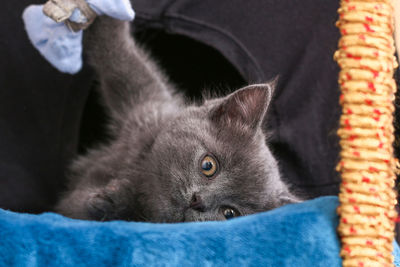 Close-up portrait of black cat