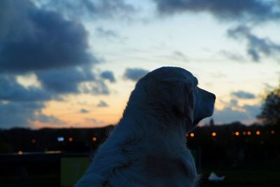 Close-up of dog sitting against sky during sunset