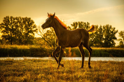 Brown little foal stand on pasture with leg up ready to walk relaxed over field