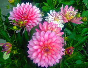 High angle view of pink dahlia blooming outdoors