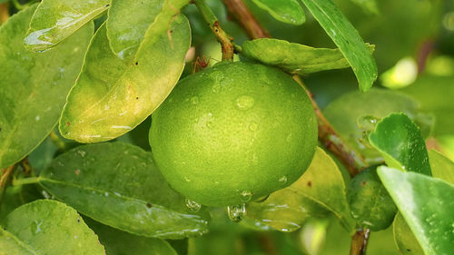 Close-up of water drops on fruit