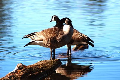 Birds perching on a lake