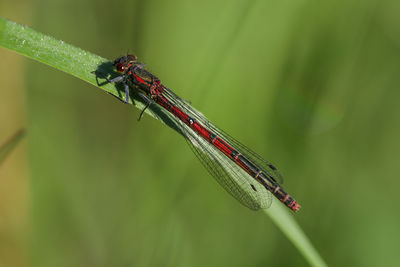 Close-up of grasshopper