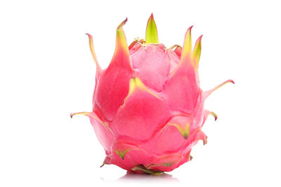 Close-up of pink rose against white background