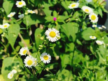 Close-up of white daisy flowers