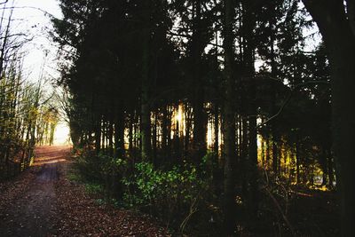 Trees in forest