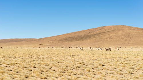 Llamas at desert against clear sky