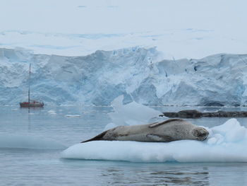 Seal lying on iceberg in sea