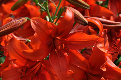Deep orange lillies