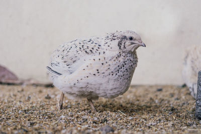 Close-up of bird/quail