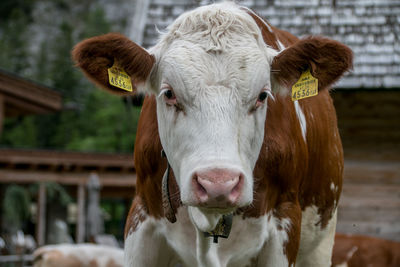 Close-up portrait of cow