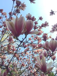 Low angle view of pink flowers blooming on tree