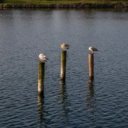 Seagulls perching on wooden post in lake