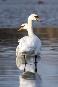 Bird on a lake