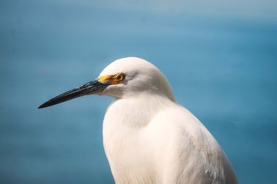 Close-up of  white egret against sky