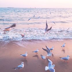 Seagulls on shore at beach during sunset