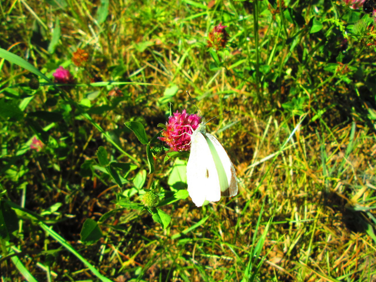 CLOSE-UP OF BUTTERFLY ON PURPLE FLOWER