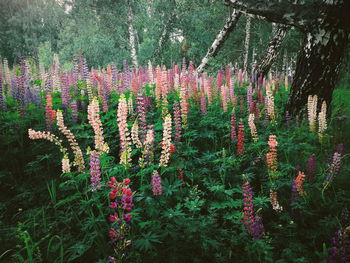 Flowers growing on tree