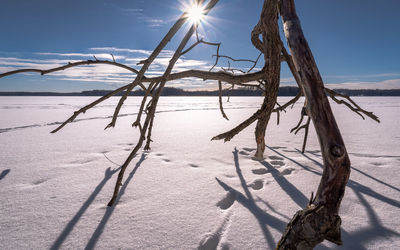 Bare tree on snow covered land against sky