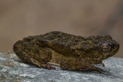 Close-up of lizard on rock