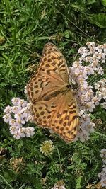 High angle view of butterfly on grass