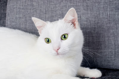 Portrait of white cat on sofa