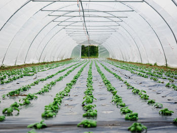 Surface level view of greenhouse