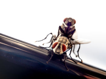 Close-up of housefly mating on window