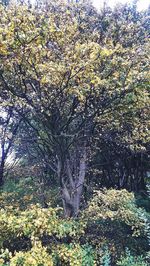 Yellow flowers growing on tree