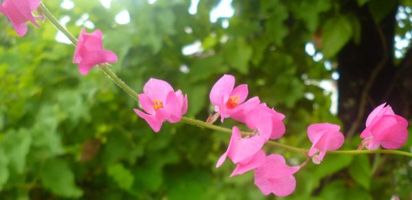 Close-up of pink flowers